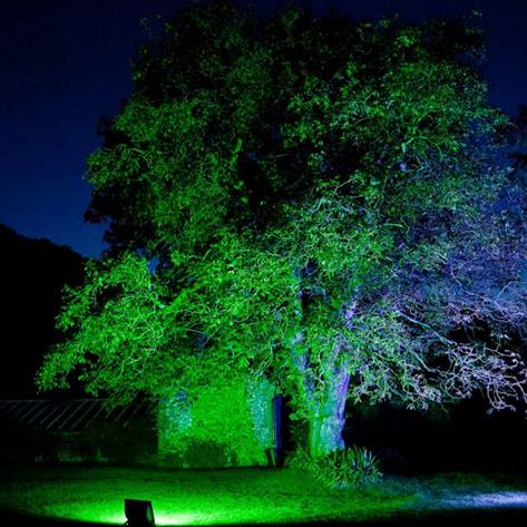 Tree lit in green in the dark