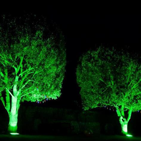 Two trees lit in green
